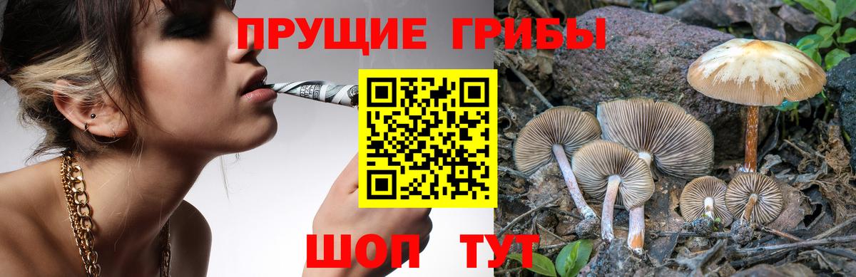 Псилоцибиновые грибы Psilocybine cubensis Кувандык